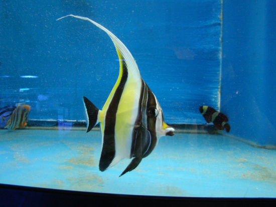  Zanclus cornutus (Moorish Idol)